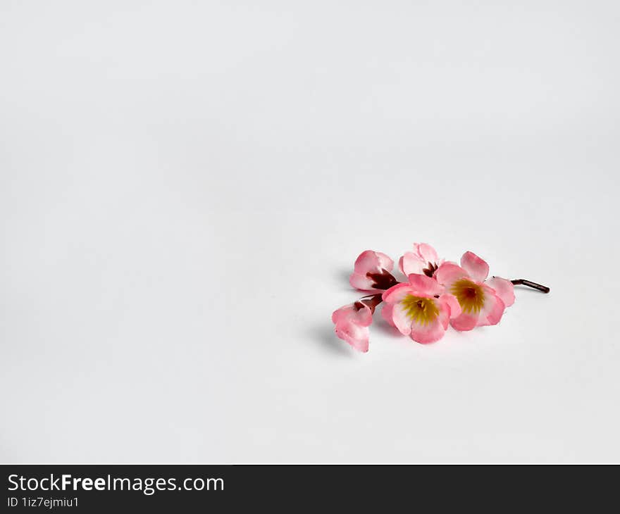 a sprig of cherry blossoms in bloom on an  white background