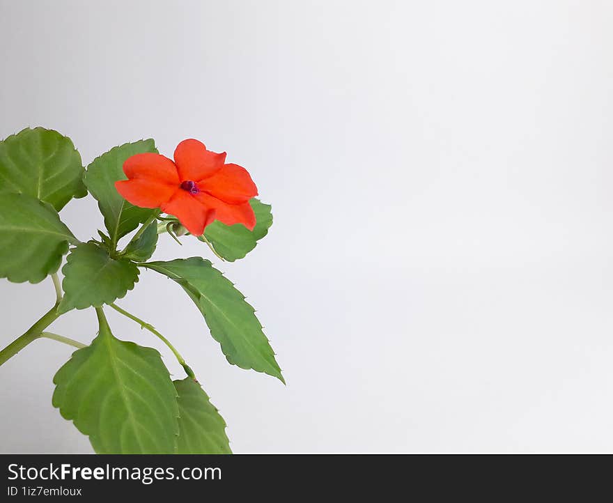 A tropical ornamental plant called impatiens hawkeri is flowering on a white background