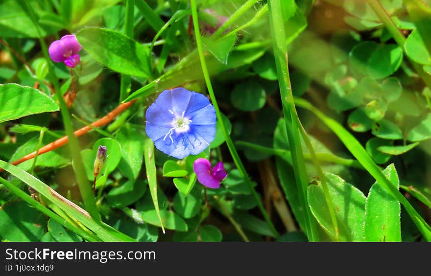 Slender dwarf morning-glory flower its usefull medicinal plant also very beautifull flower