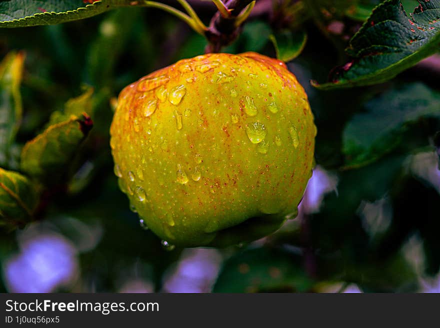 Ripe Apple Free Stock Photo