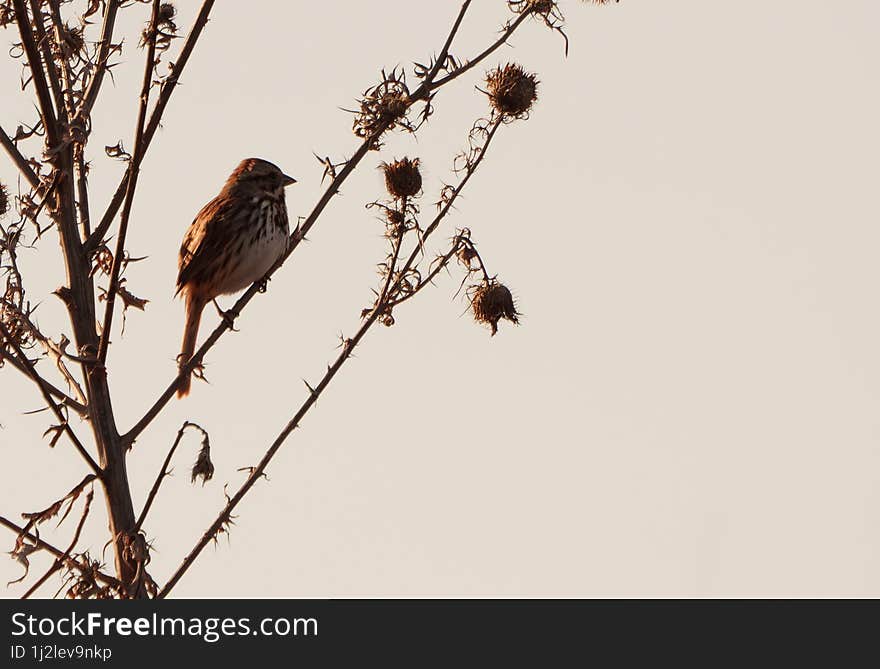 Sparrow Perched On Tree In Early Morning Light, Fishers Indiana, Winter.