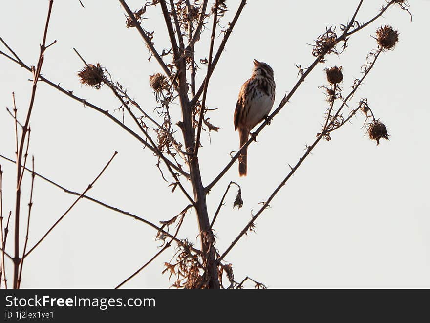 Sparrow Singing In Early Morning Light, Lake In Fishers,