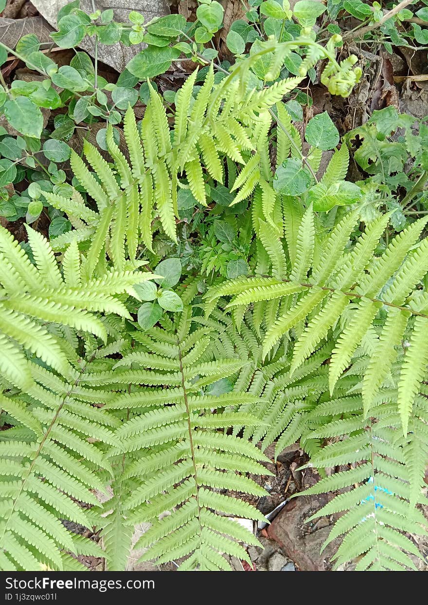 Background Green Leafs Plants In Kolkata