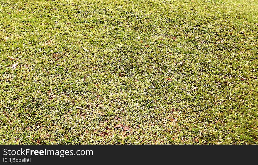 Wild grass grows lush and green in loose soil, like a wide carpet