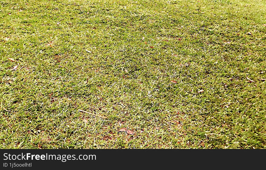 Wild grass grows lush and green