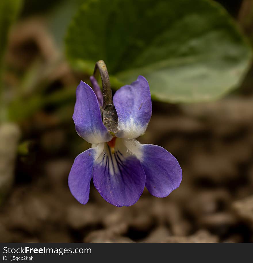 Macro photo of a wild pansy flower