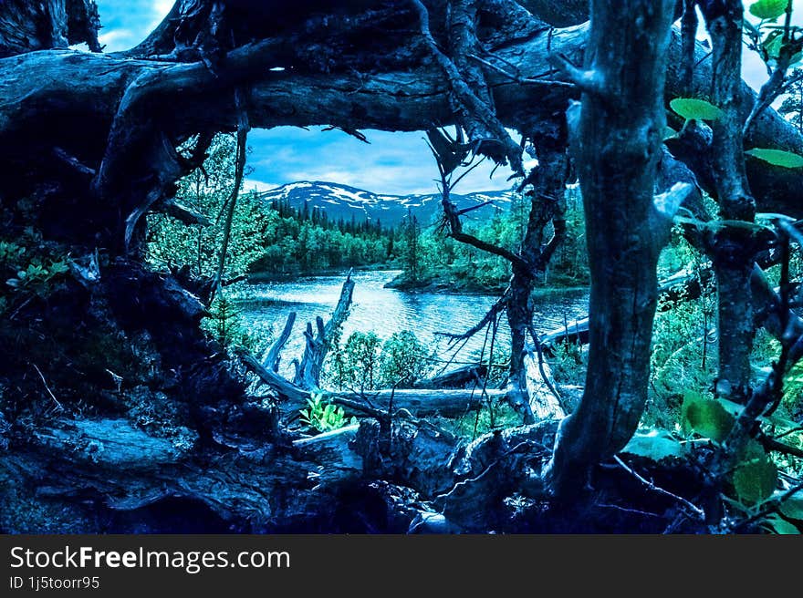 looking at a pond through some dead trees lying