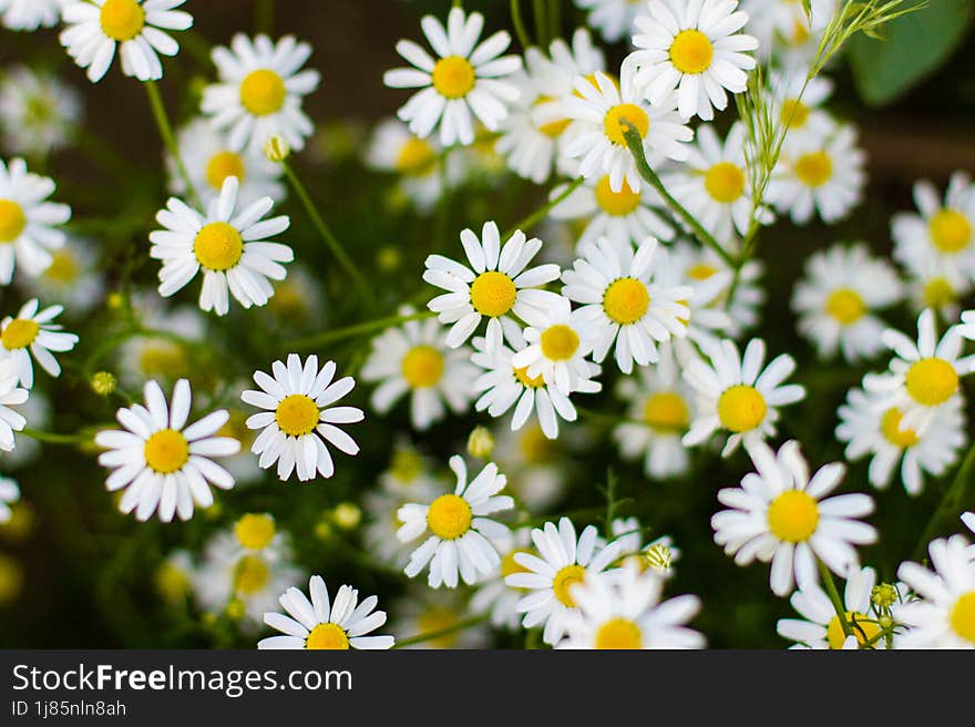 Chamomile flowers in soft light