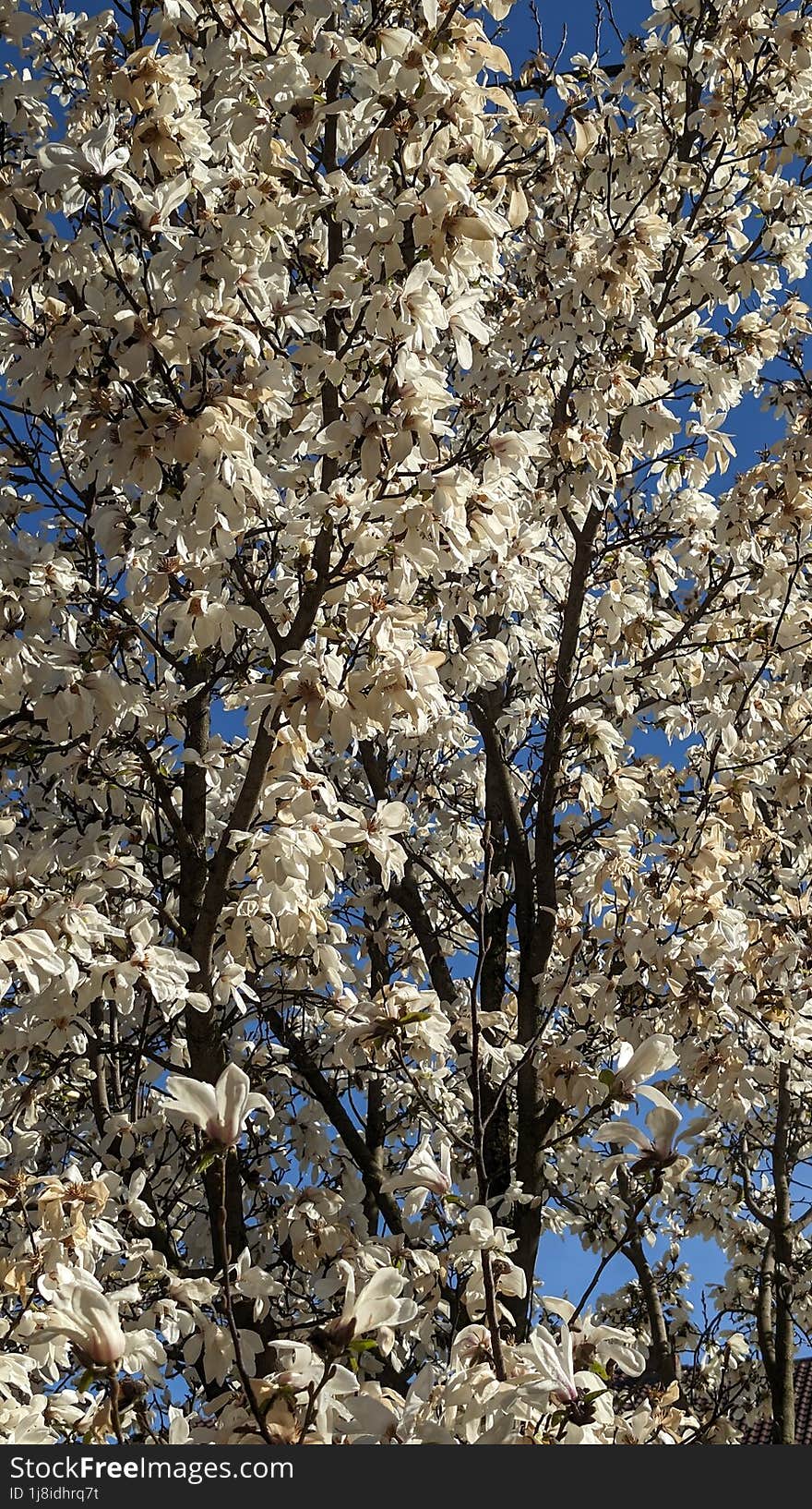 A mess of Magnolia, Spring in Romania