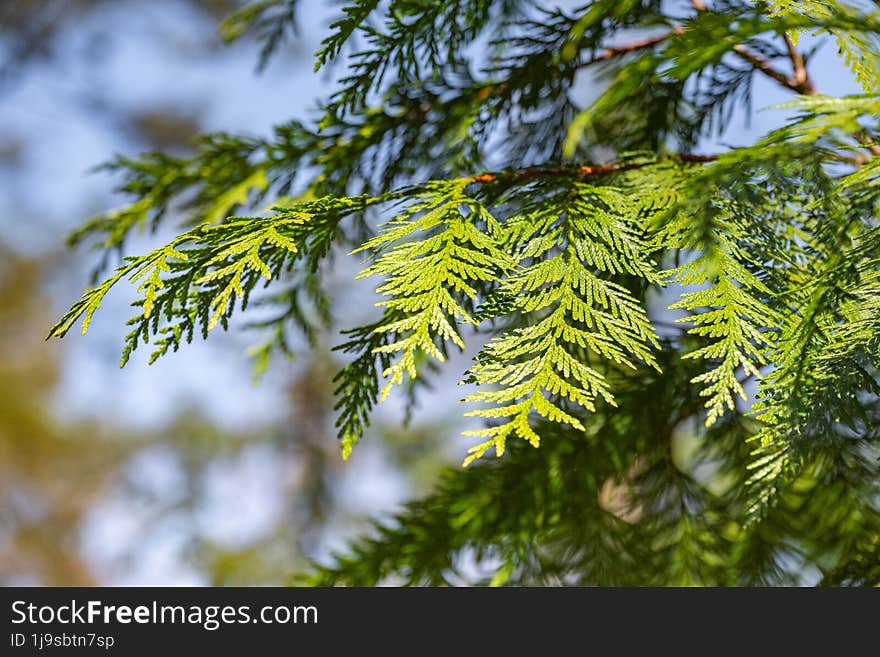 Green leaves of pine tree close-up. Nature background