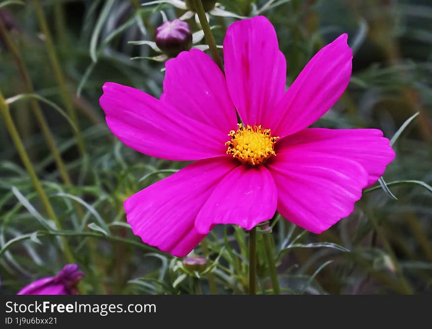 Close up of a pink flower