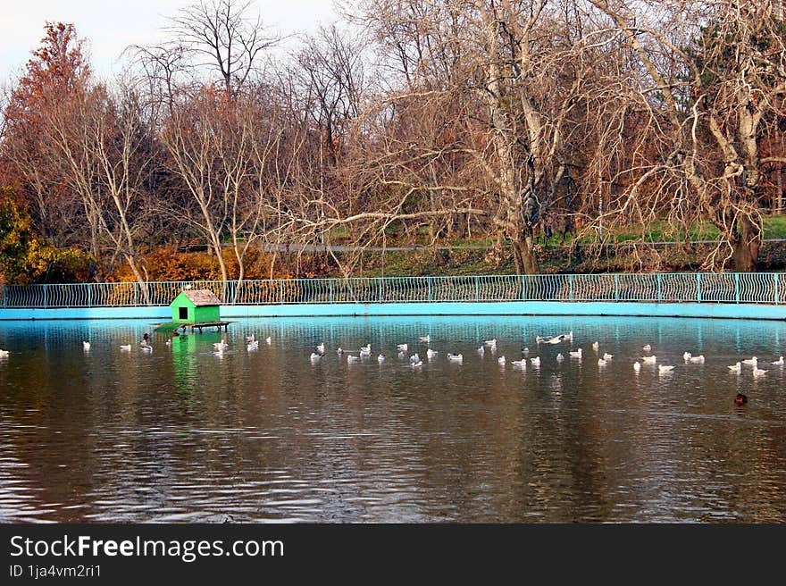 Pond in a recreation park.