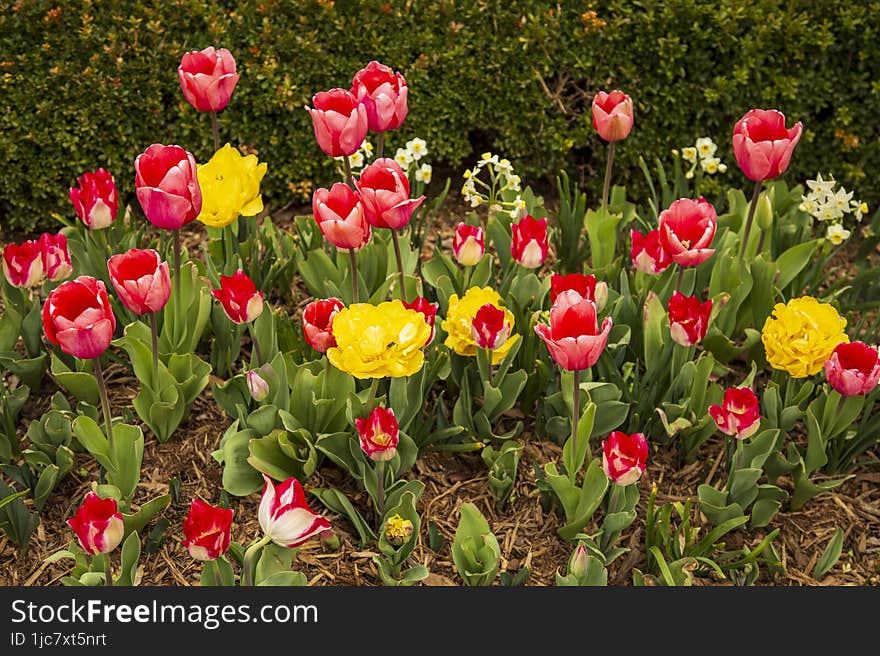 Spring Pink Tulips And Yellow Roses Blooming And Growing In The Flower Garden