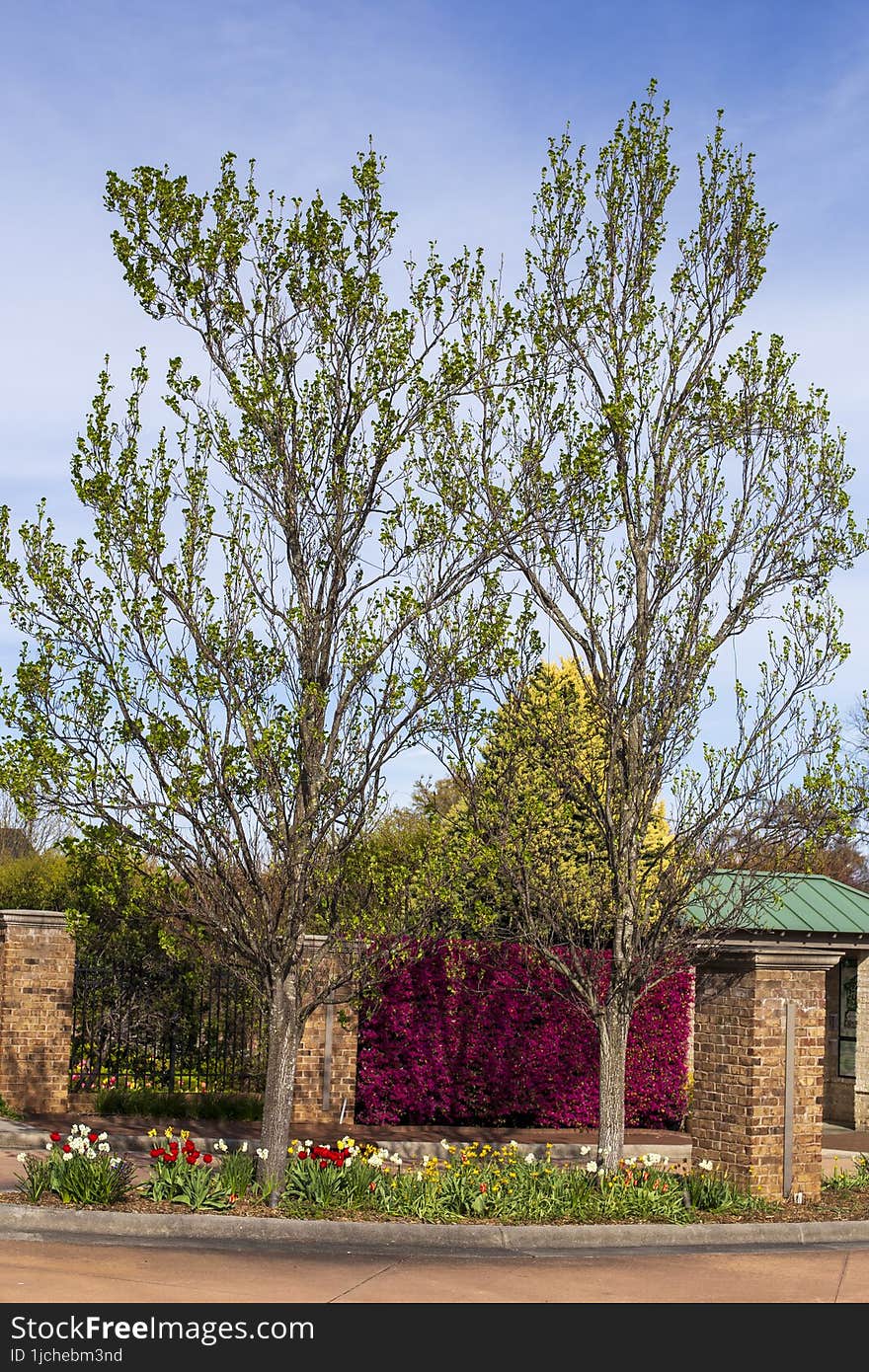 Two Green Trees And And Tulip Flowers At The Entry Way Of An Outdoor Garden