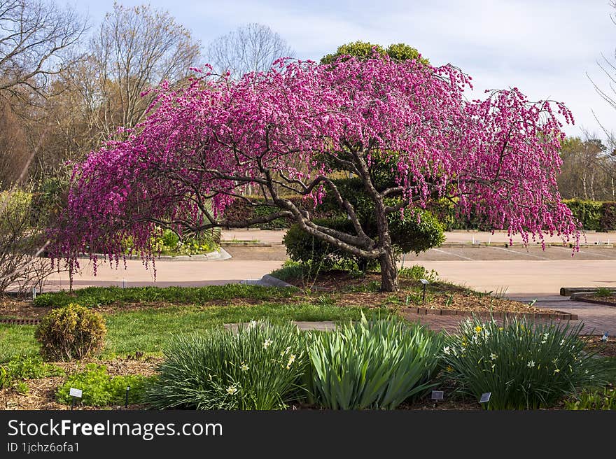 One small tree blooming with pink blossoms at an outdoor garden located at Paul J Ciener Botanical Garden in the city and state of Kernersville, North Carolina