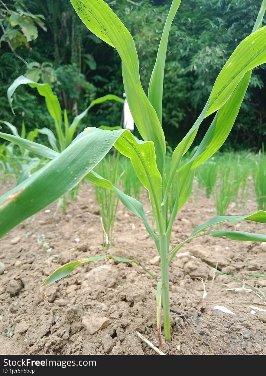 Corn is one of the most important carbohydrate-producing food crops in the world, apart from wheat and rice. For residents of Central and South America, ears of corn are the staple food, as for some residents of Africa and several regions in Indonesia.