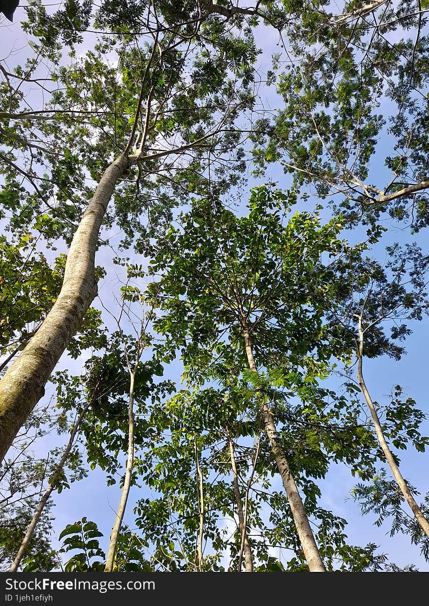 portrait of a tree seen from below