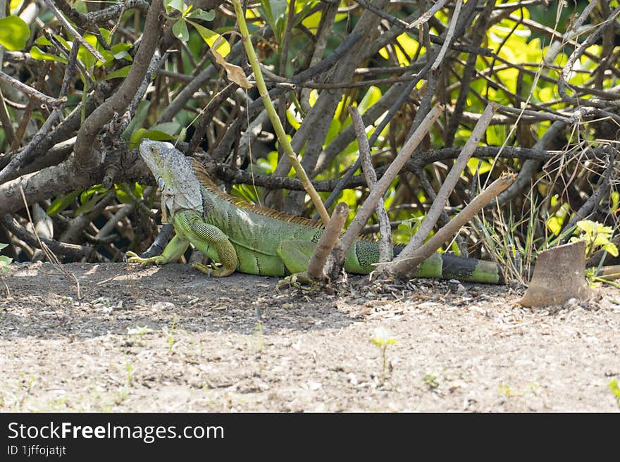 Green Chameleon, Green Lizard with slender tail hiding in the bushes and mix with the natural environment