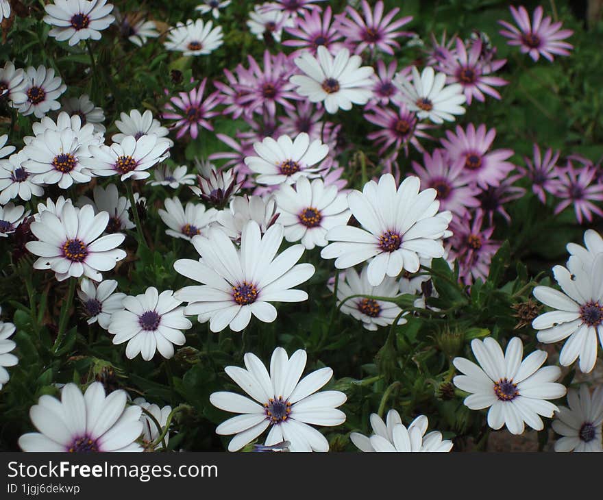 African daisy flower with its beautiful white and lilac petals that beautifies and gives life to the garden