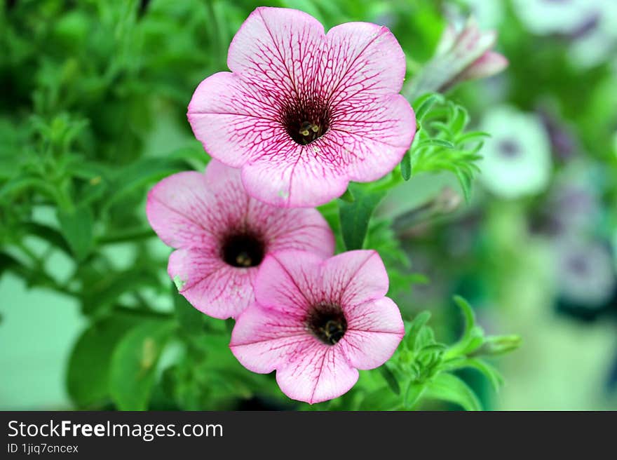 Beautiful flowers stretch up large.