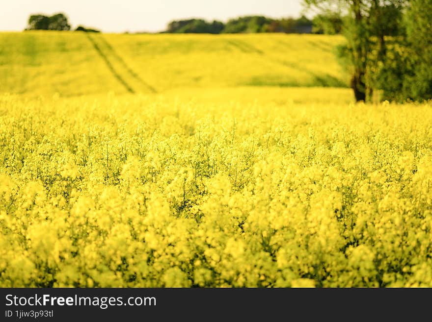 field of yellow rapeseed flowers