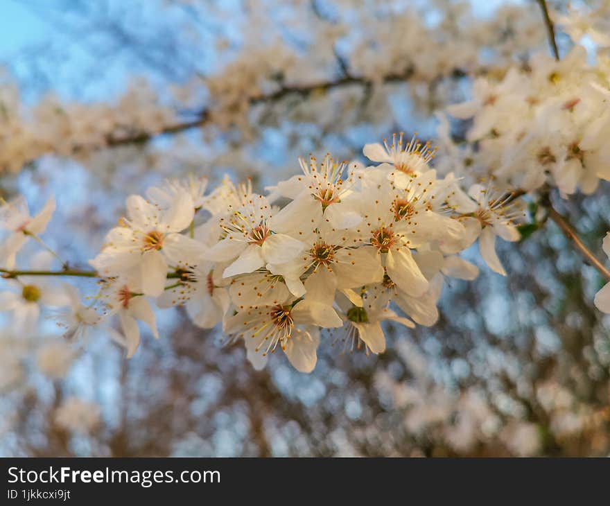 Beautiful spring blossom flowers background