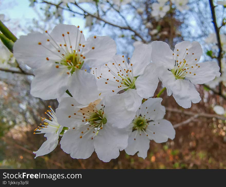 Beautiful Spring Blossom Flowers Background