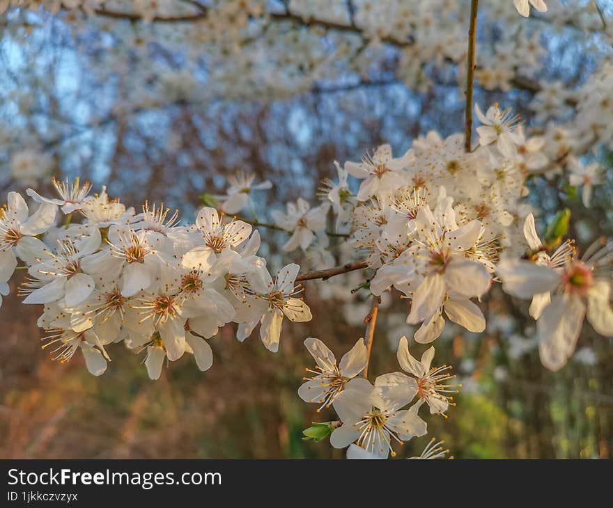 Beautiful Spring Background With Blossom Flowers