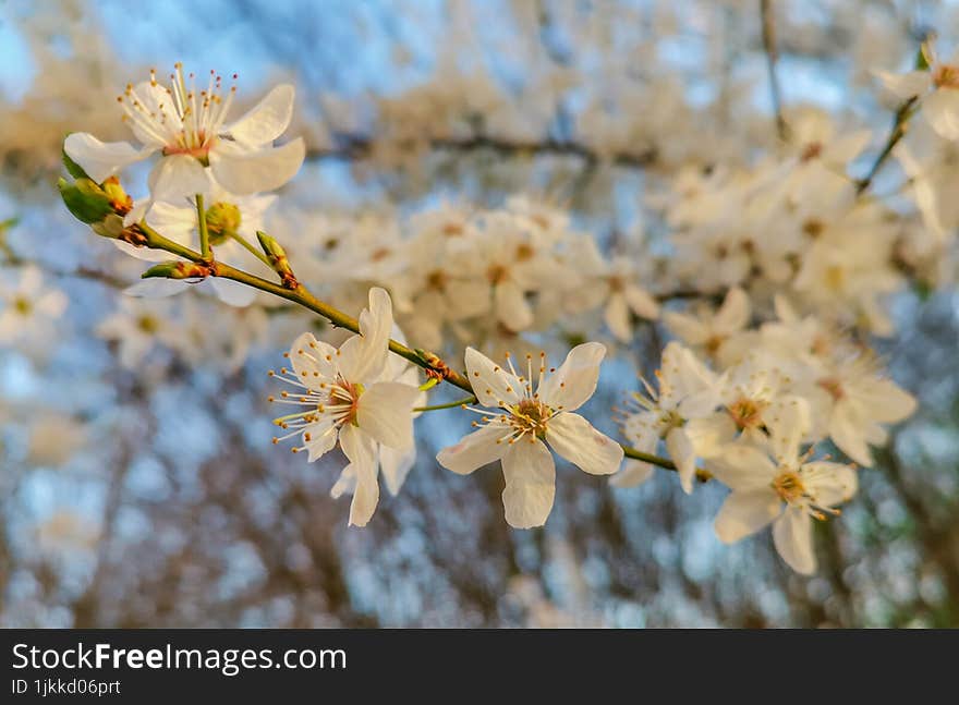 Beautiful Spring Flowers Blossom Background