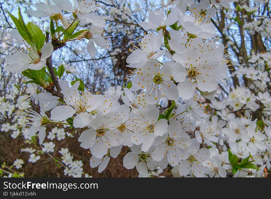 Beautiful Spring Blossom Flowers Details