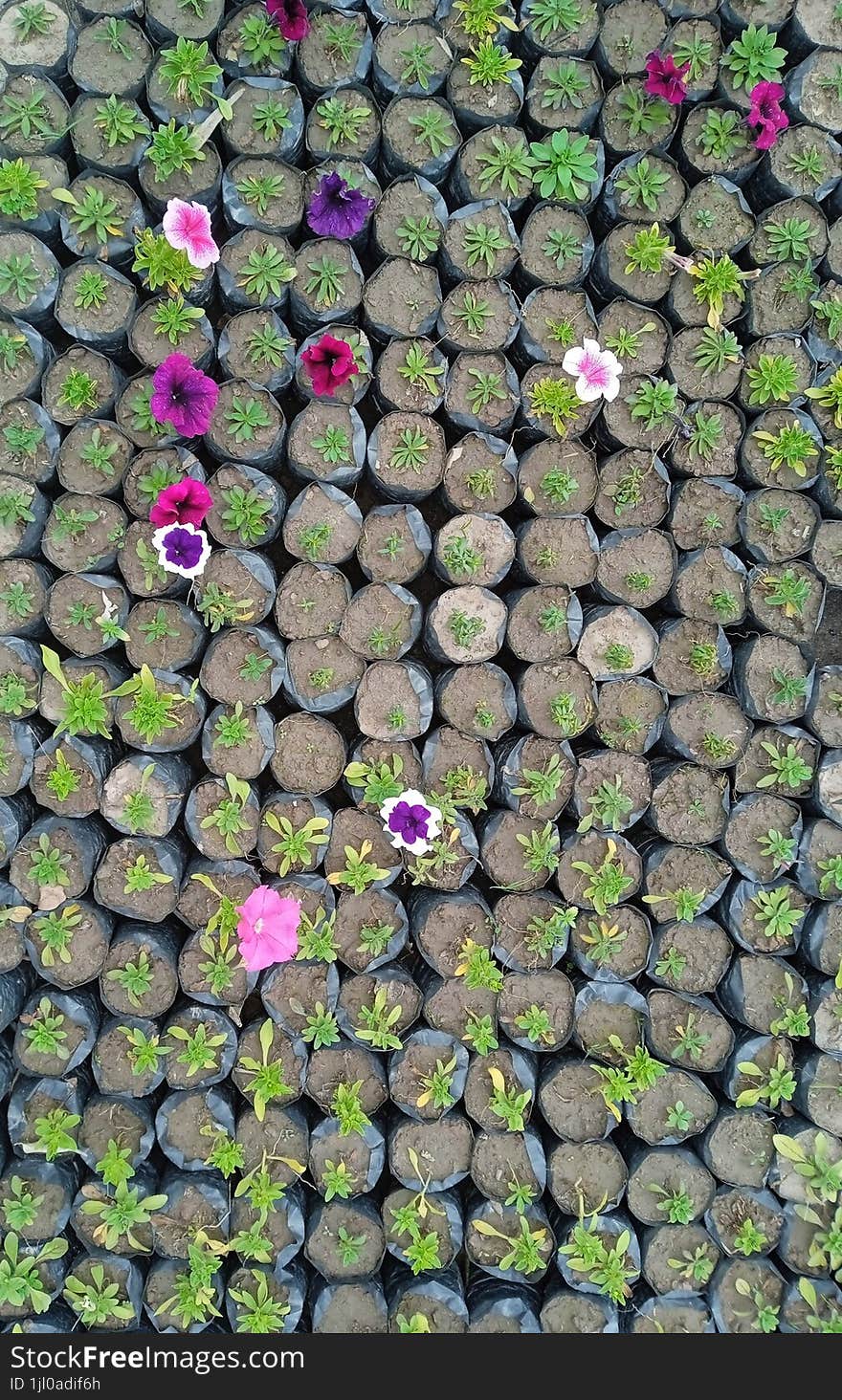 Colorful Flowers In A Garden Aerial View