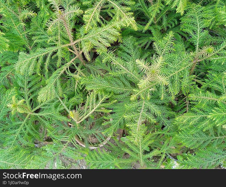 Fir leaves top view, green leaves background