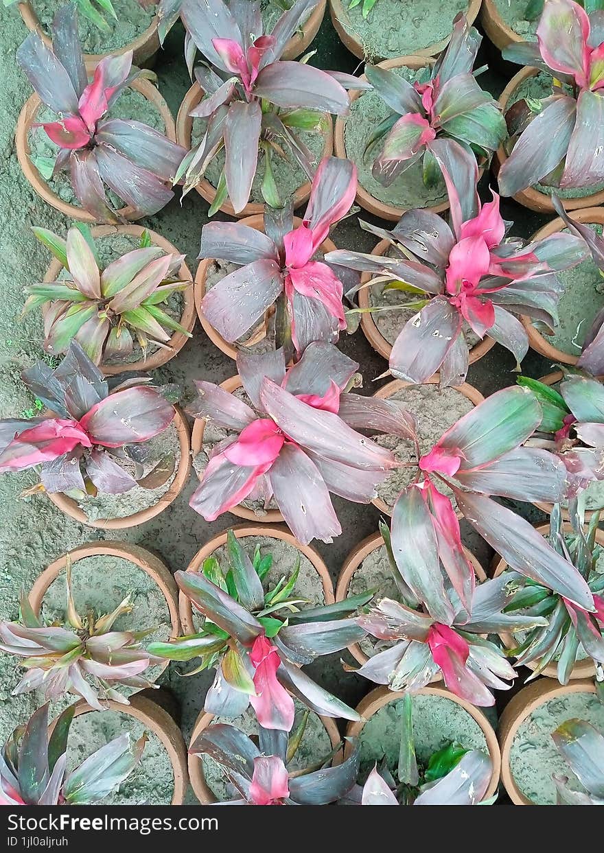 Colorful leaves in the pot top view,  natural beauty in Pakistan