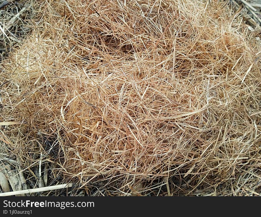 Dry grass close up, nature photography, natural beauty in Pakistan