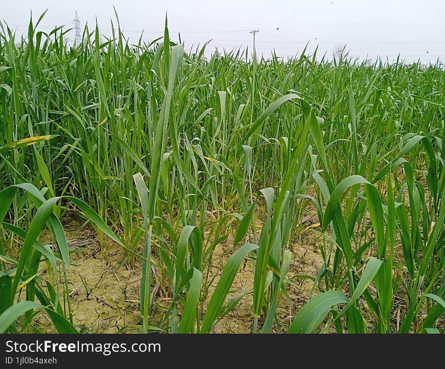 Farm field landscape, outdoor agriculture background, wheat field