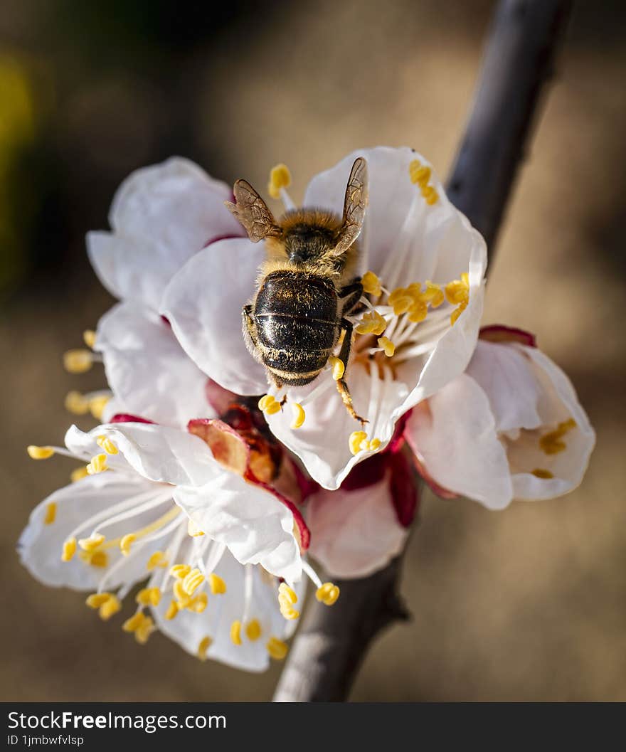 Macro photography of a bee collecting pollen from an apricot flower. Macro photography of a bee collecting pollen from an apricot flower.
