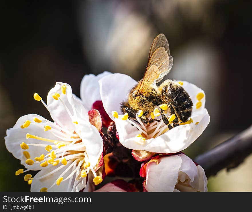 Macro photography of a bee collecting pollen from an apricot flower. Macro photography of a bee collecting pollen from an apricot flower.