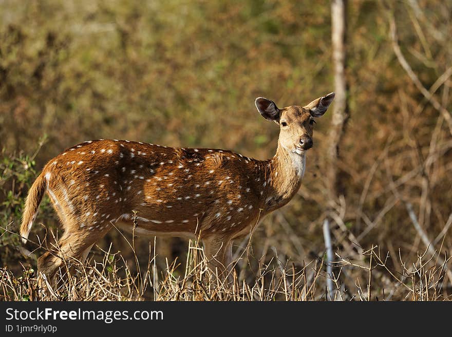 Spotted Deer or Chital Deers looking at its visitors at Bandipur National Park, Karnataka,india. This picture was captured during the summer forest was full dry and on the other side there was a leopard walking on the way.