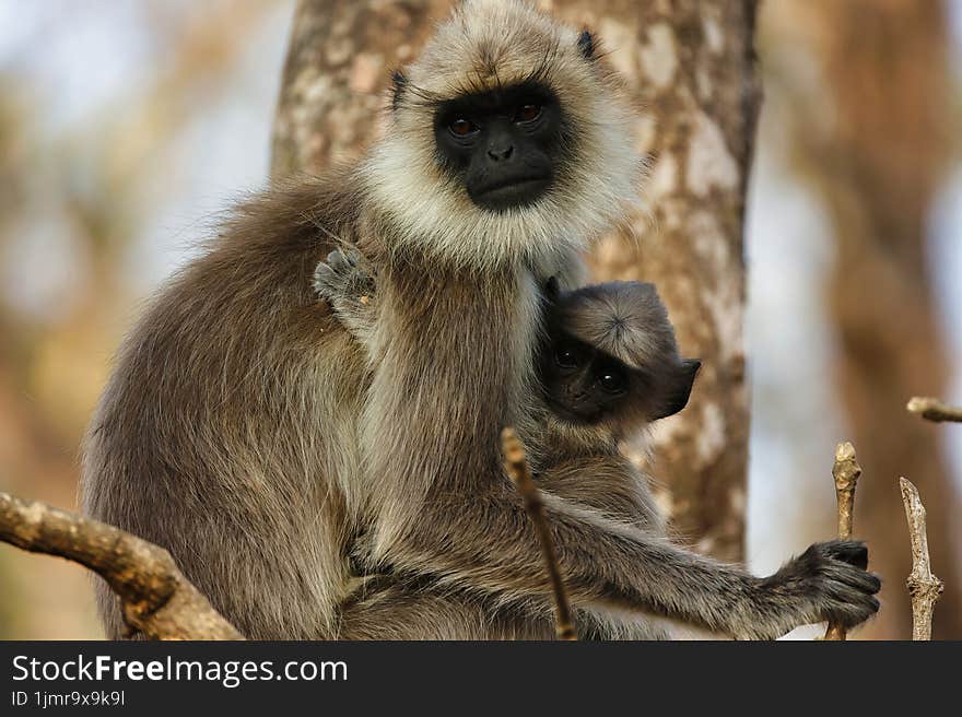 Cute little baby langur or monkey with its mother with beautiful background at bandipur national park