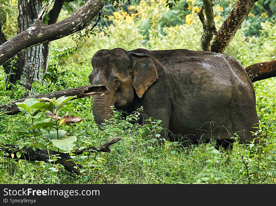 Asiatic elephant having its food at bandipur national park, karnataka india during monsoon this picture was clicked and it was all alone.