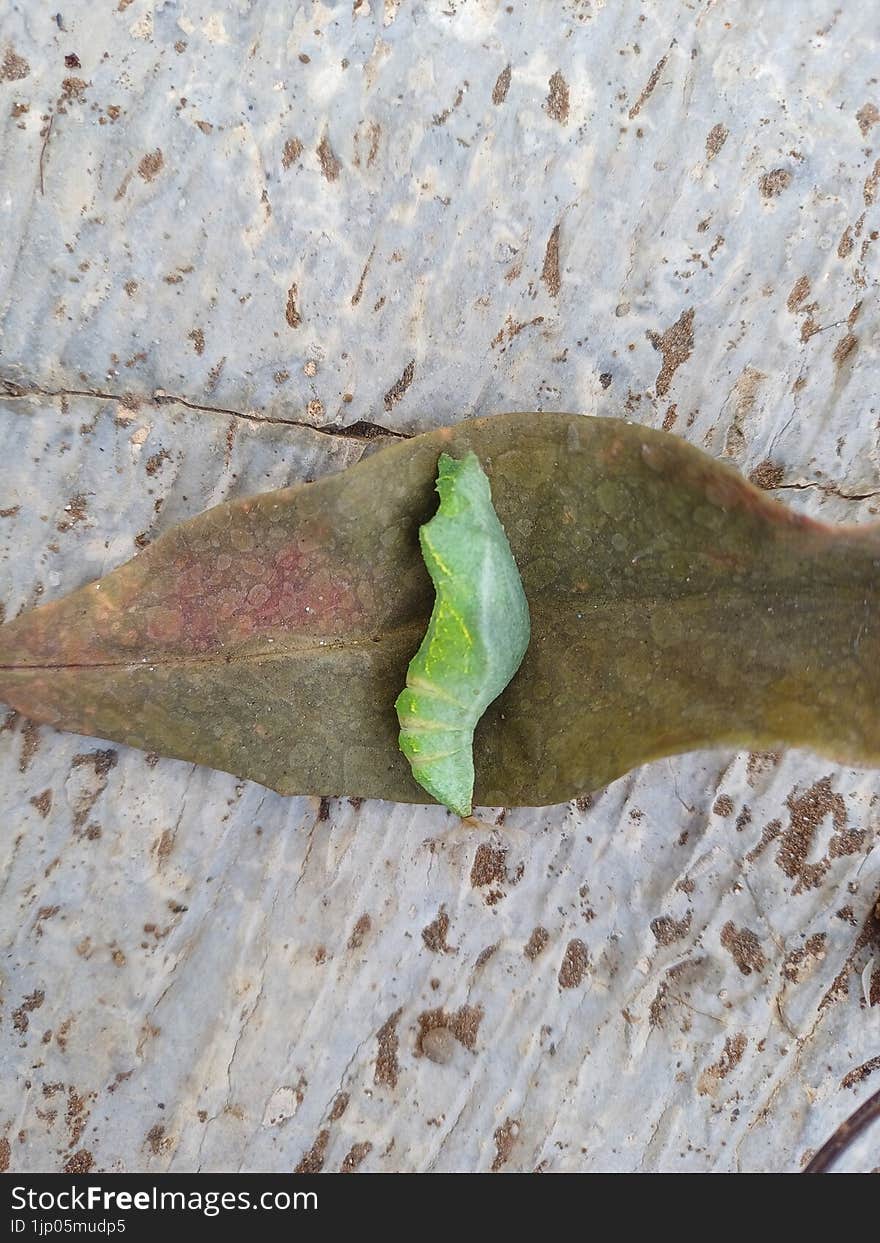 pupa leaves on the leaf