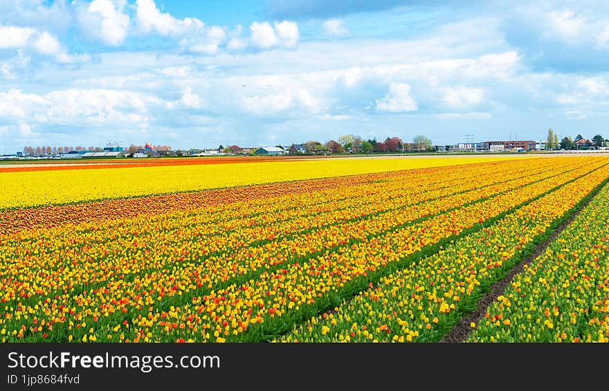 Picturesque field of tulips aerial view. A field of yellow tulips in close-up. Tulip hybrids are grown in rows for commercial purposes in the fields of a family farm in Lisse, Netherlands