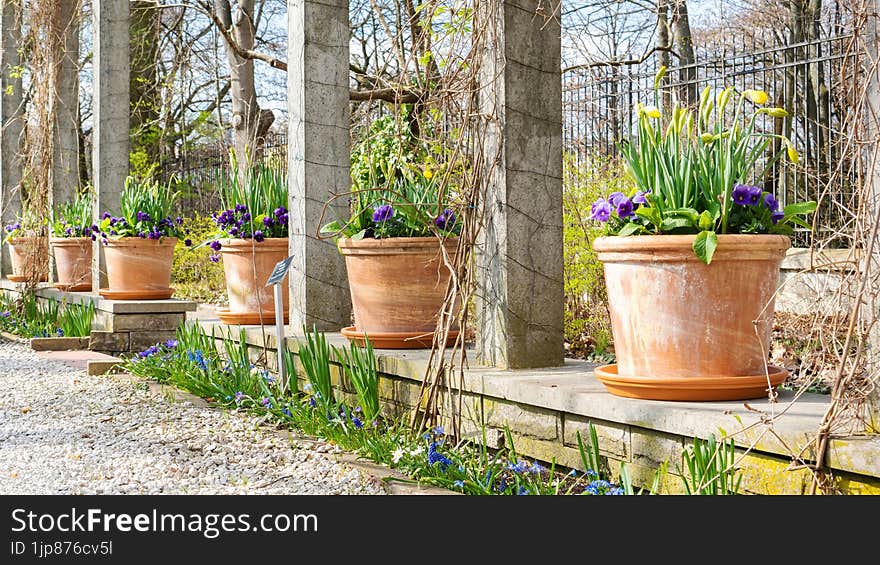 Spring bulbous flowers in ceramic pots in the garden with beautiful landscaping. Spring garden decorating ideas. DIY garden landscape design. Perspective in landscape design. Pansies in the garden