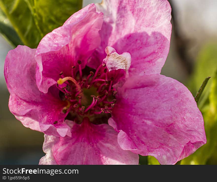 The details of peach blossom