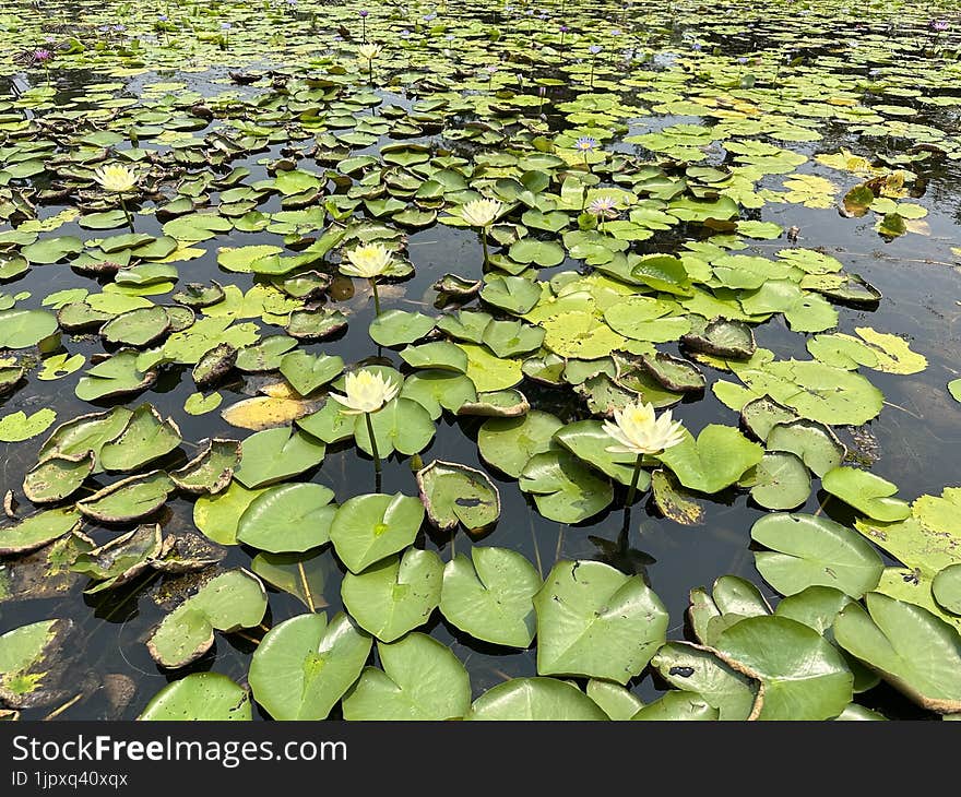 Lotus flowers are blooming in a pond.