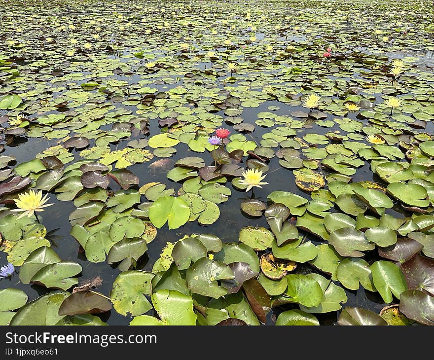 Lotus flowers are blooming in a pond.