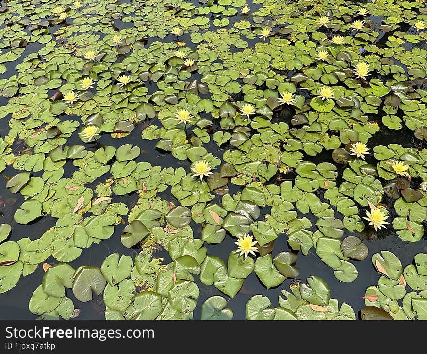 Lotus Flowers Are Blooming In A Pond.