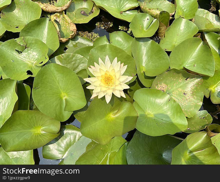 Lotus flowers are blooming in a pond.