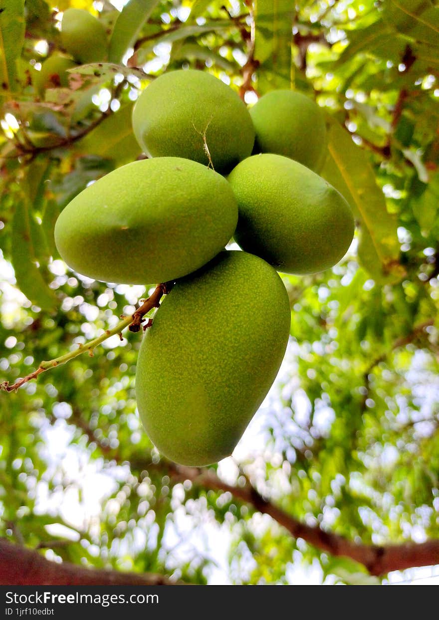 A Shot Of Group Of Green Mangoes.This Shot Took At Pollachi In Coimbatore District In Tamilnadu,india