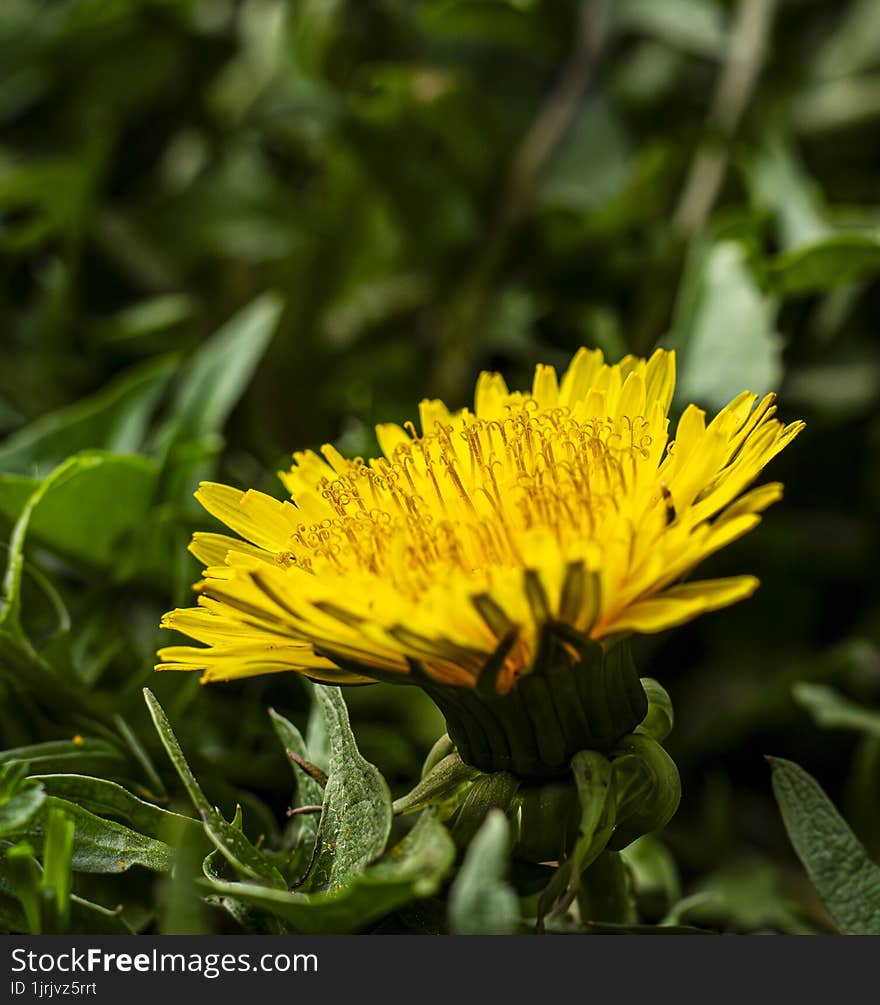 Macro photo of a beautiful dandelion flower from my garden. Macro photo of a beautiful dandelion flower from my garden.